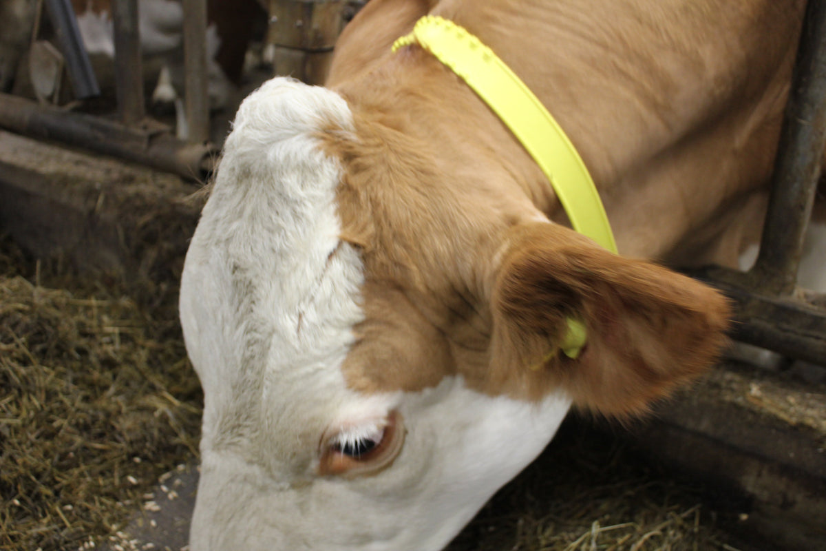 RTID Ear Tag (Replacement Tag)